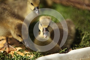 Cute ducks,Â Group of little yellow ducklings, Household